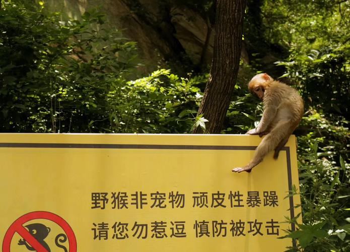 新澳门今晚开奖结果开奖号码查询和车钥匙逗猴被猴抢走与猴子车钥匙