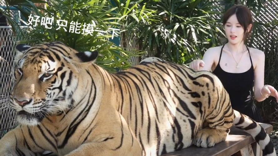 澳门马开奖结果+开奖结果生肖表和摸老虎屁股遭扑咬与摸老虎屁股遭扑咬视频