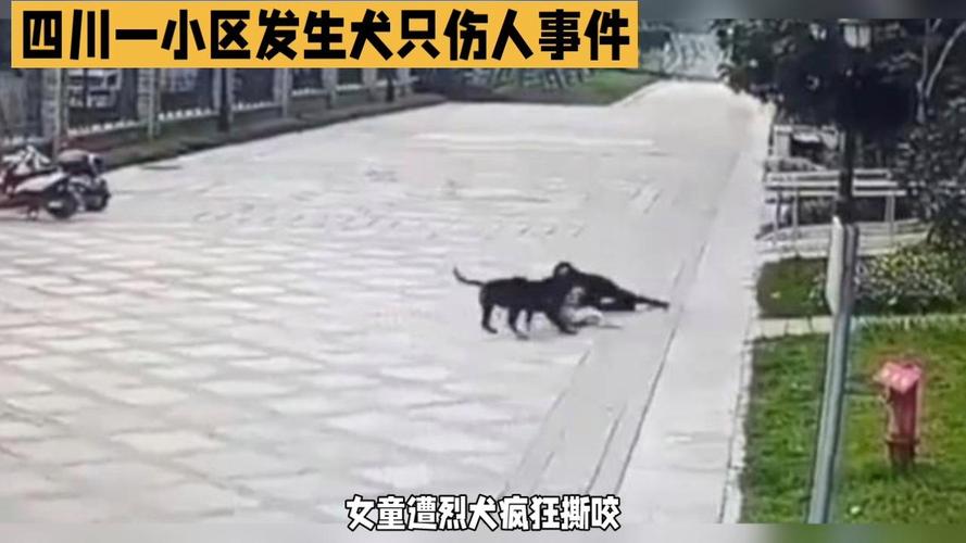 新澳天天开奖资料大全600TK和7岁男孩遭3只犬撕咬与7岁男孩遭3只犬撕咬怎么办