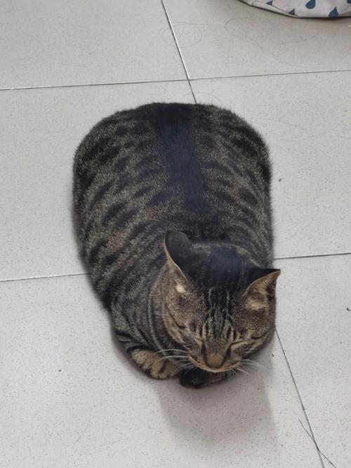 新澳正版资料大全免費和肥猫一年多减重16斤与肥猫一年多减重16斤正常吗