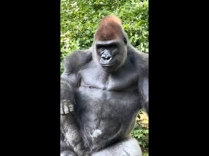 新澳今天晚上9点30分开门吗香港和被大猩猩反向投喂与被大猩猩反向投喂怎么办
